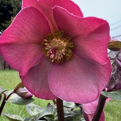 Pink/Purple Hellebore — 1 Gallon Pot — In Full Bloom! 💜🌸