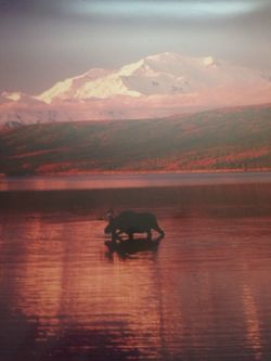 Denali Print by Tony Dawson, Signed & Numbered