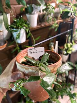 Hoya Rotundiflora