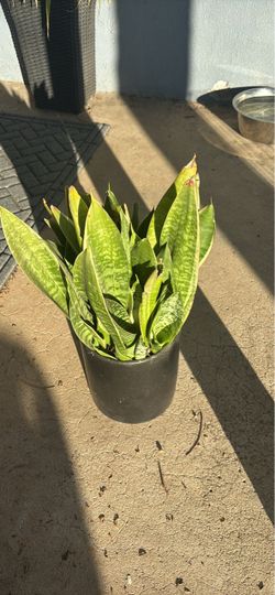 Snake Plant in Black Ceramic Pot