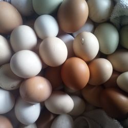 Chicken eggs