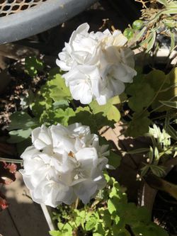 White Geranium