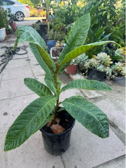 Loquat tree