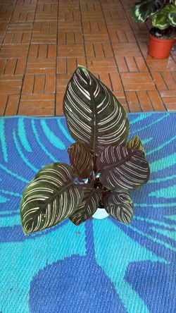 Calathea Pinstripe houseplant 4” pot