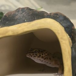 Leopard Gecko With Whole Starter Kit