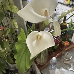 White Calla Lilies Plants In 1 Gallon $7.00 Eachw