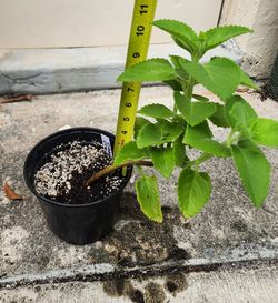 Cuban Oregano Plant, Live
