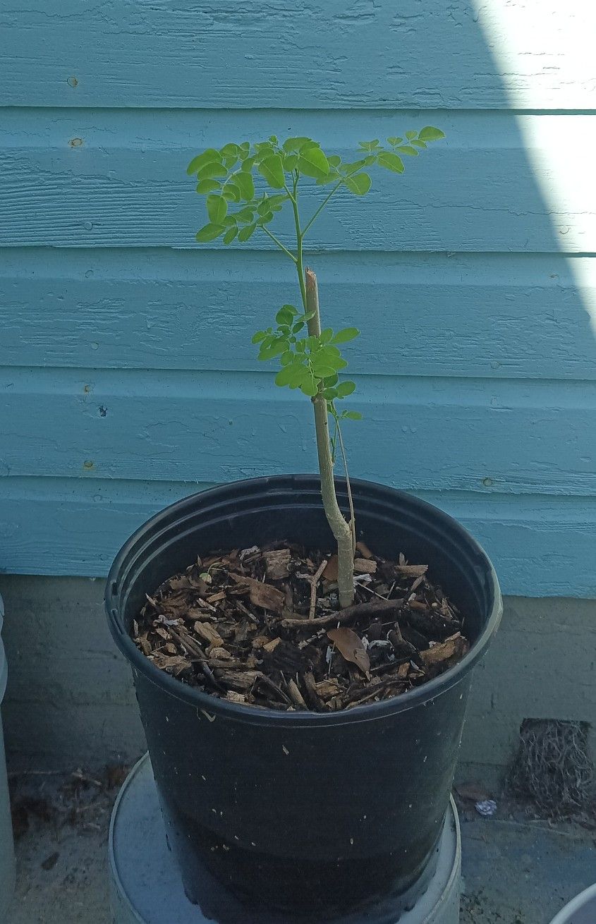 Small Moringa Tree