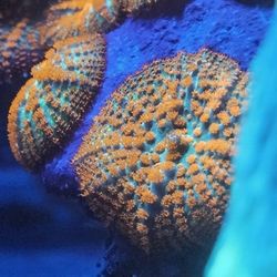 Mushroom Covered Arch Rock
