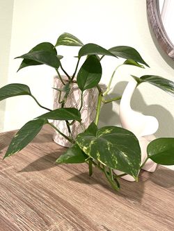 Golden Pothos House Plant In Ceramic Pot 5.5"H.