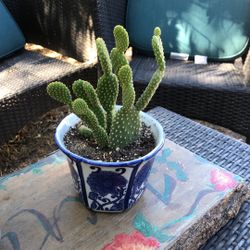  Live Small Cactus In A New Ceramic Planter 6” 