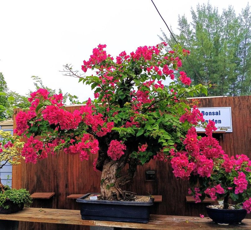 Gorgeous Bougainvillea Bonsai Tree 💖💖 $1200