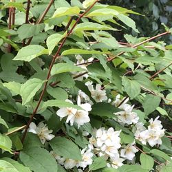 Mock Orange Bush Plant Perennial 