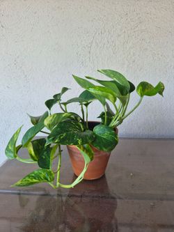 Teruno Valencia Japanese Pothos
