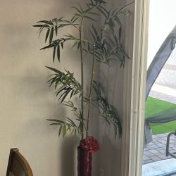 Bamboo Plant With Burgundy Vase 