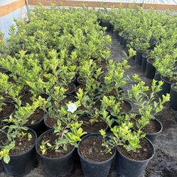 Gardenia O Huele De Noche $20 Cada Una Precio Firme 