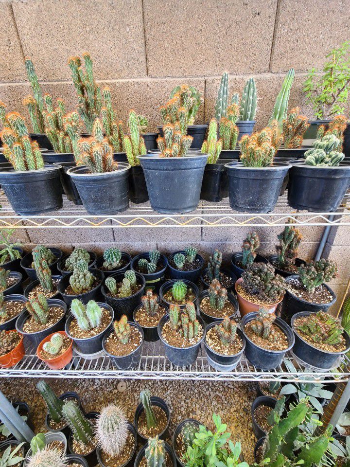 Cactus And Succulent 