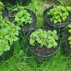 Lemon Balm Plants