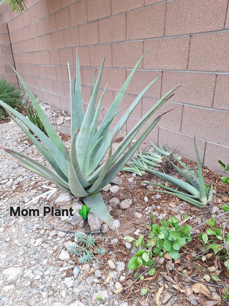 Aloe vera (Medicinal & Beauty)