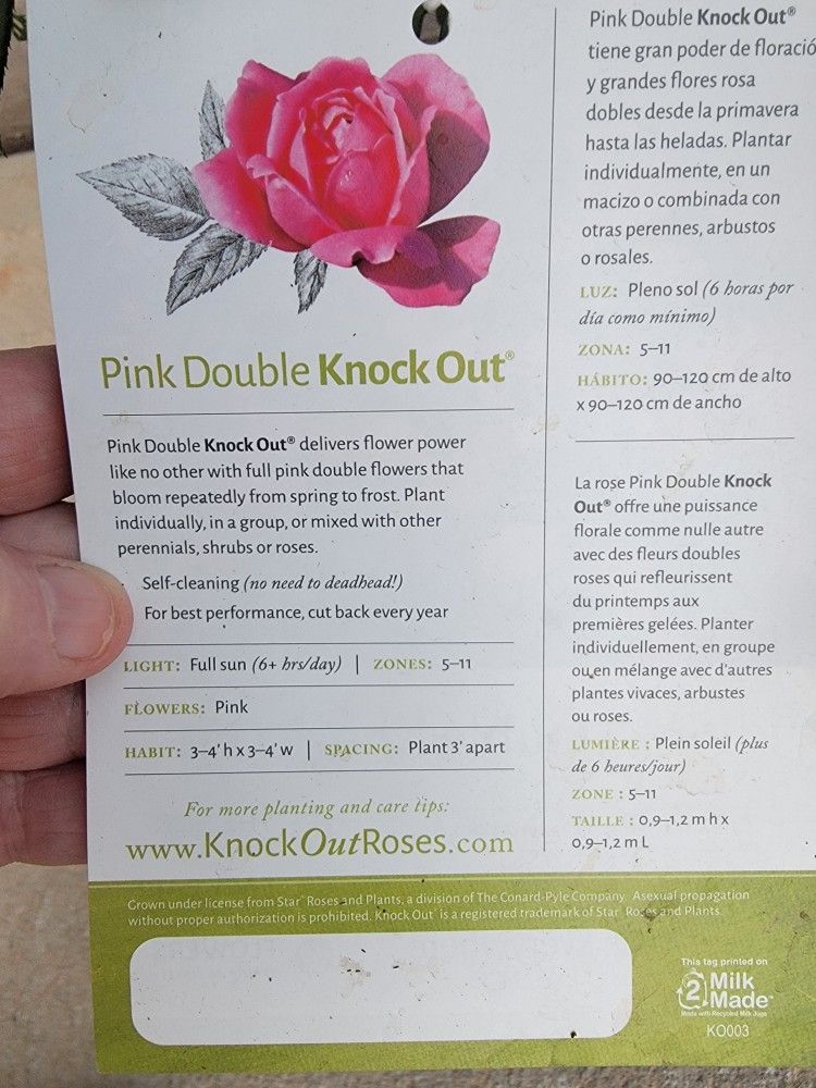 Double Knock Out® - Star® Roses and Plants