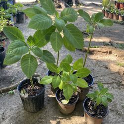 Trompetas De Angel Amarillas, Blancas Y Rosas