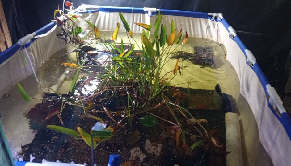 Fish Tanks