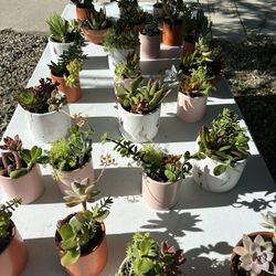 Succulents For sale With Personalized Tag
