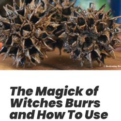 Witchs Burrs