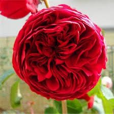 Rare European, Japan rose plants ,      Red Eden Rose 