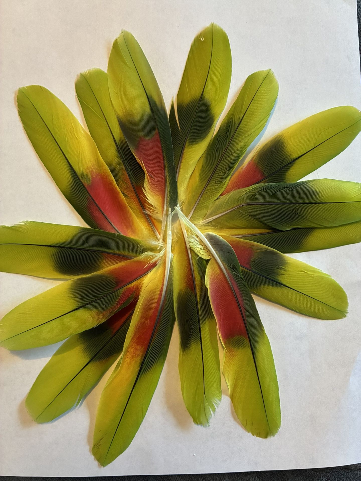 Amazon Feathers For Sale!