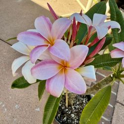 Lavender Splash Plumeria, About 3 Feet Tall