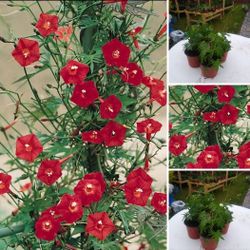 Cardinal vine 2 Plants for$8