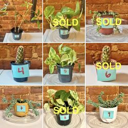 Live Plants