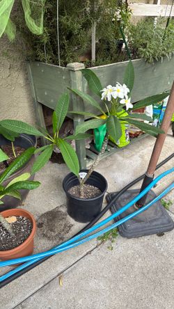 Plumeria Plant About 2 Ft Tall Flowering White