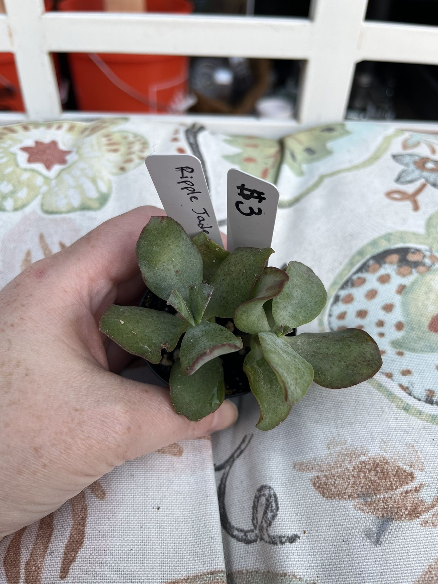 Succulent- Ripple Jade