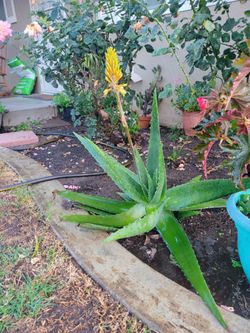 ALOE VERA PLANTS