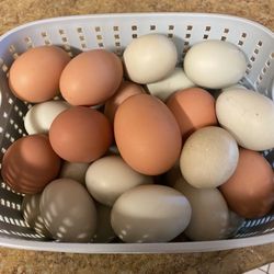 Organic Chicken Eggs