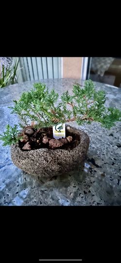 Bonsai In Rock Pot
