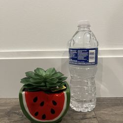 3.75" Echeveria in Watermelon VASE