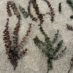 Eucalyptus 