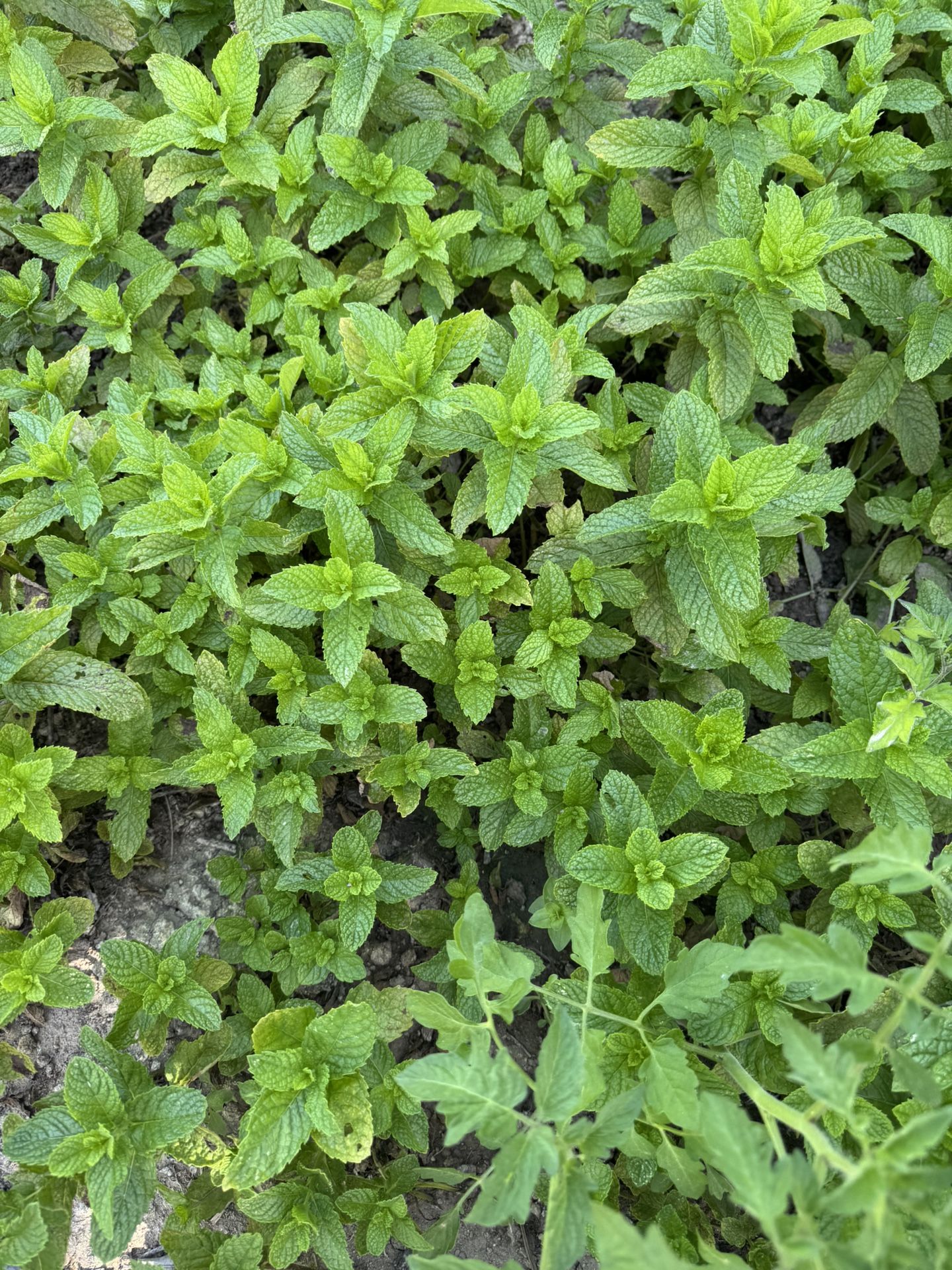 8 Oz Mint