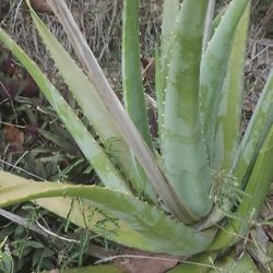 Aloe Vera- Whole Plant
