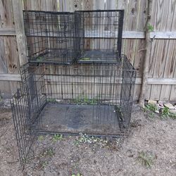 Dogs