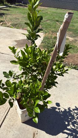 Tree lemon 2.5 foot de alto