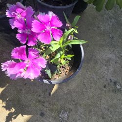 Plant for sale
