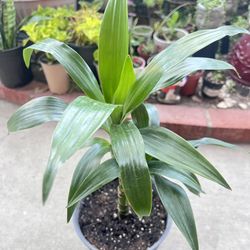 20” Tall Dracaena Fragrans “Corn Plant” Indoor 