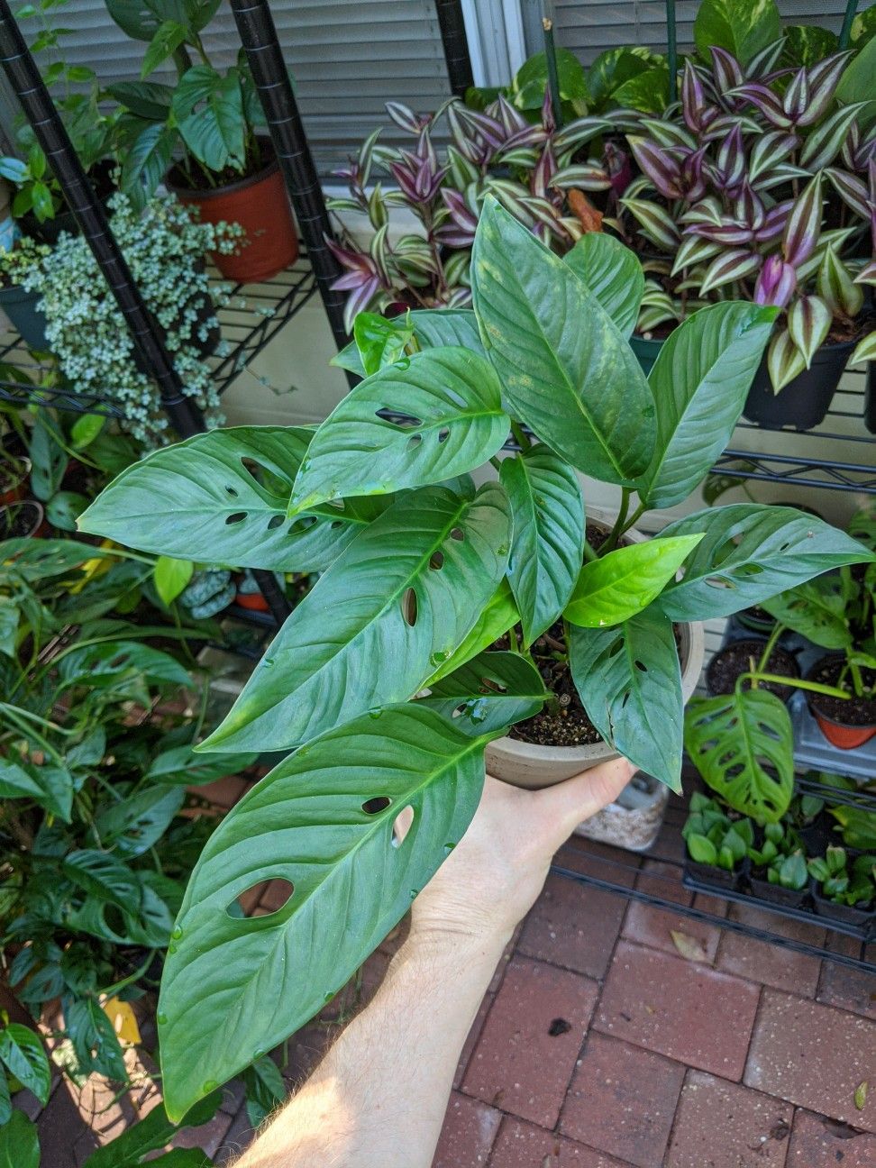 Monstera adansonii narrow form Swiss Cheese plant 6" gallon pot