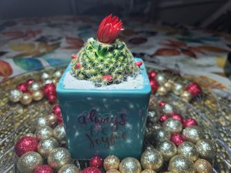 Red cactus 🌵