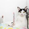 Kitty F.