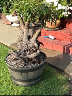 RARE mature decades old camphor trees